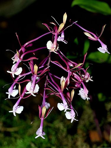 Epidendrum capricornu